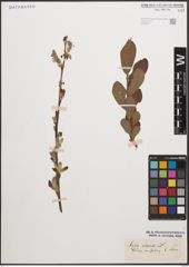 Foto von Salix cinerea L.